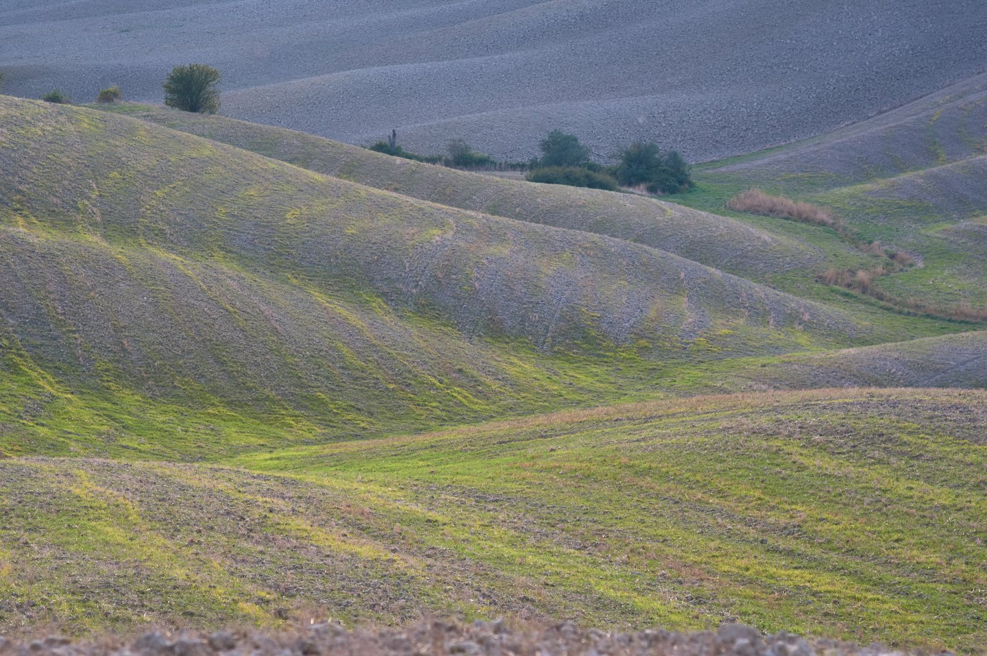 Colline ondulate con chiazze d'erba e terra coltivata.